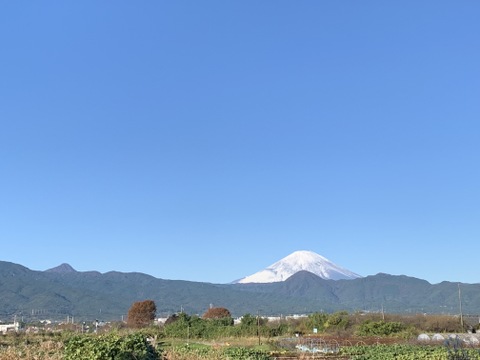 【専用】まじりっけなし！自然栽培 梅干用『十郎梅』3kg 農薬不使用