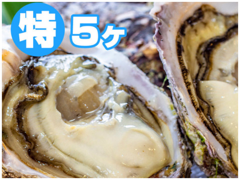 徳島県産 天然 岩牡蠣
【特大  ５ヶ入】