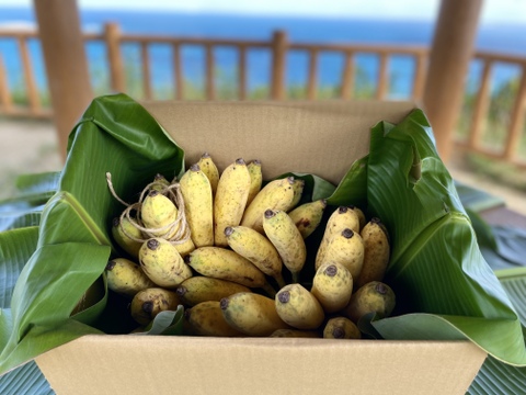 【今だけ値下げ！】安心・安全！ナムワバナナ 2~ 4房・計３kg