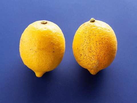 【広島県産】瀬戸田しまなみレモンAB混合品(10kg) 栽培期間中農薬不使用