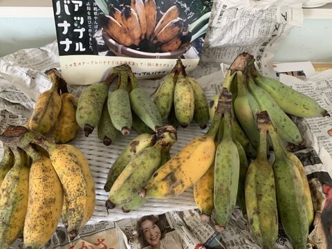 期間限定小ぶり規格外特価！アップルバナナ2kg(バラ)