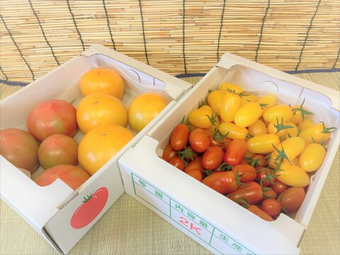 甘い！旬のトマト4種詰め合わせセット！【贈り物・自分へのご褒美に】
