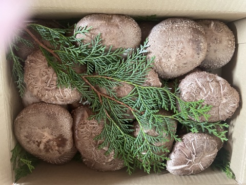 ＼レビュー高評価◎／でかい！きれい！美味しい！厚肉の原木生しいたけ！(約800g)