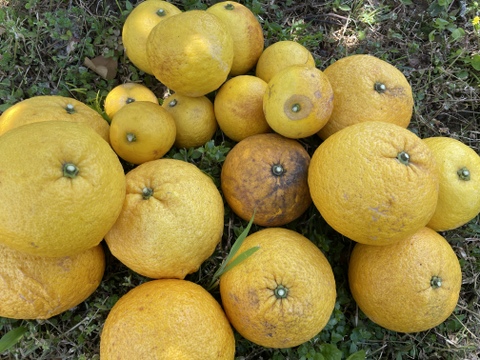 【自然栽培】日向夏/甘夏みかんの2種詰合せ 5㎏箱詰-農薬不使用/無肥料/無除草剤-