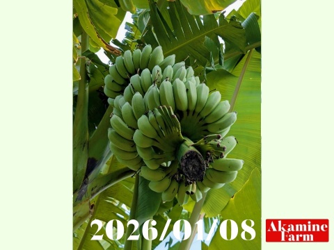 数量限定です！貴重『アップルバナナ』約2kg