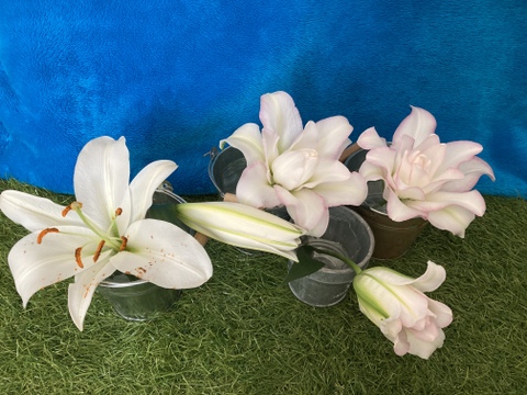 <One Lily>八重アヌースカ薄ピンク+一重白色ミックス5個