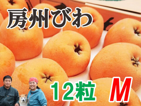 6月上旬～中旬発送『房州びわ/枇杷 Mサイズ12個入り』南房総市産の大実の枇杷を農家から