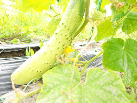 〘【自然栽培初物！！秋の野菜セット鶴首かぼちゃ・さつまいも・ニンニク・唐辛子】〙5500円固定種 在来種 ！!おまかせ野菜セット無肥料 農薬不使用 80サイズ【5キロ前後】　内容は時期により異なります