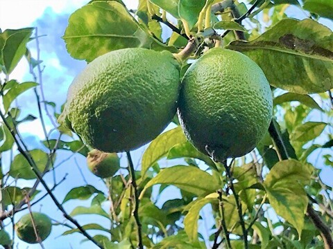 ハンドメイド『レモンマーマレード』【無添加・白砂糖不使用】200cc