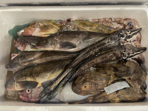 お盆明けに発送】未利用魚ボックス8kg詰 (梅コース) 海鮮セット