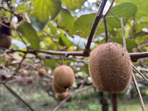 自然農のキウイフルーツ(2kg)