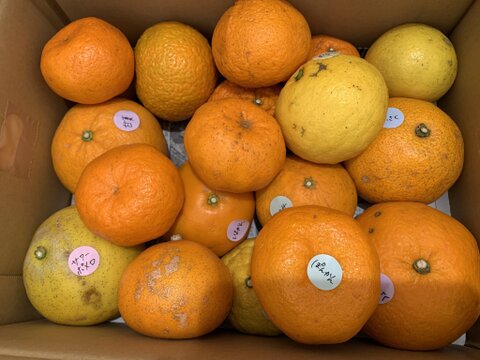 鹿児島県産「6種のみかん柑橘詰め合わせ」【柑橘食べ比べ】箱込み5㎏