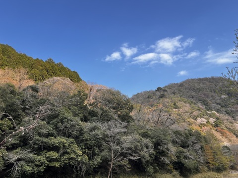 ギフトBOX【味比べセット3種類】野生日本蜜蜂　発酵蜜・花粉蜜・たれ蜜 各50g×3個