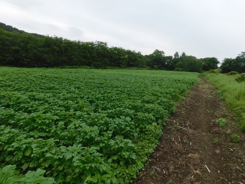 農薬不使用無肥料栽培じゃがいも キタカムイ 9ｋｇ 木村秋則式自然栽培 青森県