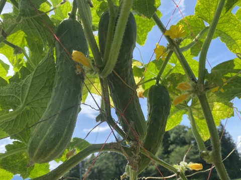 農薬を使っていないきゅうり　3種類　シャキットと八町きゅうりもあるよ