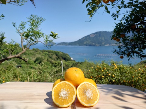 自然栽培！甘夏100%ストレートジュース
1㍑×3本