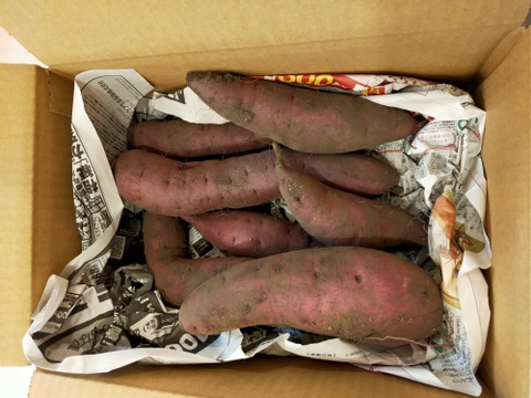 【4か月以上熟成】青森県十和田産さつまいも食べ比べ（シルクスイート/鳴門金時/栗かぐや）　4㎏