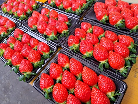 埼玉いちご「べにたま」270ｇ×2ｐ