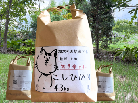 予約です‼︎ 25年度産新米!! 無洗米 もっちもち!! 信州上田産コシヒカリ無洗米4.3kg　おむすび　お弁当に!!　25年度産新米!! 令和7年新農家直送