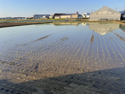 【令和6年新米】予約販売！元祖新潟県産こしひかり【従来品種】精米5kg