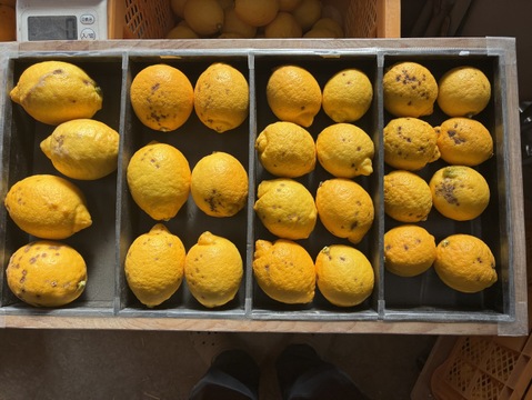 そばかすたっぷりB級品10kgだけど「ちばエコ農産物」認証鴨川レモン果汁用【食べて実感！まろやかな酸味】農薬最小限