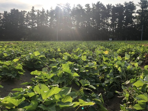 庄内平野の豊かな地下水と海からの潮風香る砂丘地で育てたさつまいも「紅はるか」　食べきりSサイズ 中心