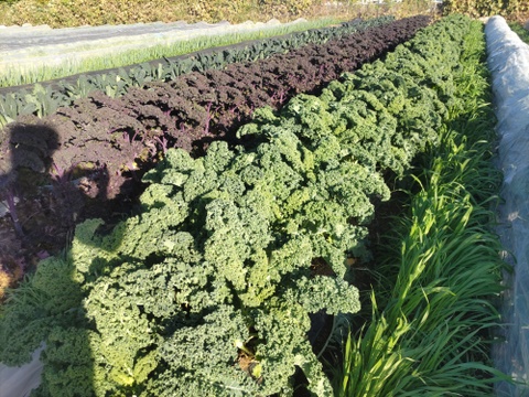 年末年始スペシャル！とっておきの旬野菜Lセット１２種類前後【農薬・化学肥料不使用】