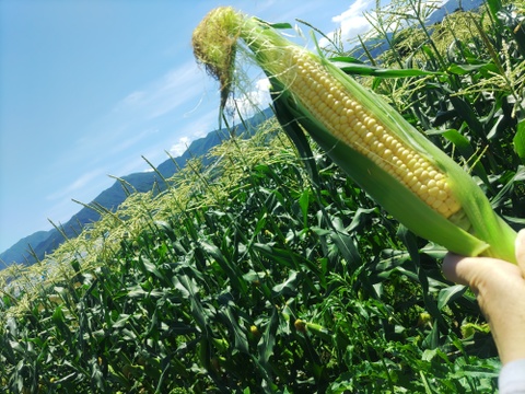新鮮ゴールドラッシュ🌽【朝採り即出荷】Ｌサイズ１０本（2.5㎏）とうもろこし１本320~380㌘程度