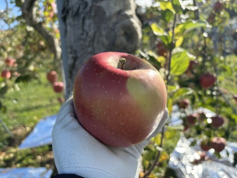 長野県産　サンふじ　　　特価！　ご家庭用　5キロ箱　11玉~14玉