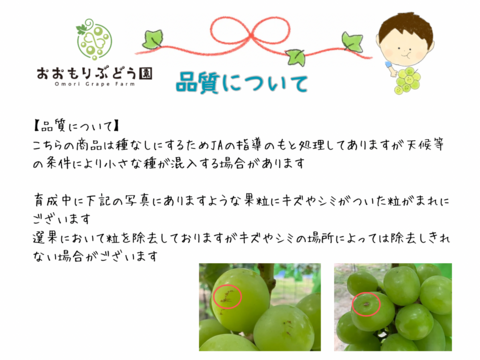 【7月下旬収穫】【詰合せA】1.2kg 岡山県産シャインマスカット　ご贈答用1房＋お土産用1房