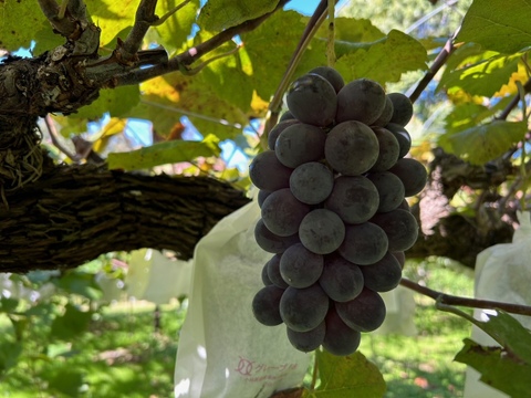 【福袋2026】新雪梨orあたご梨+白ネギカット＋白菜カットオマケ付冷蔵便