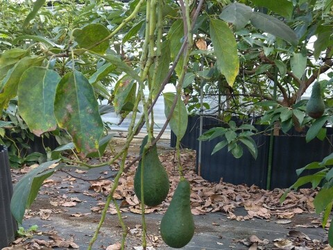 【愛知県産】希少な国産アボカド