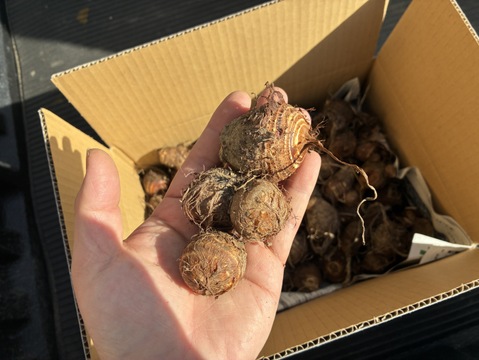 【訳あり】ねっとり食感がたまらない！　サトイモ『土垂』(3KG)　小さめサイズ