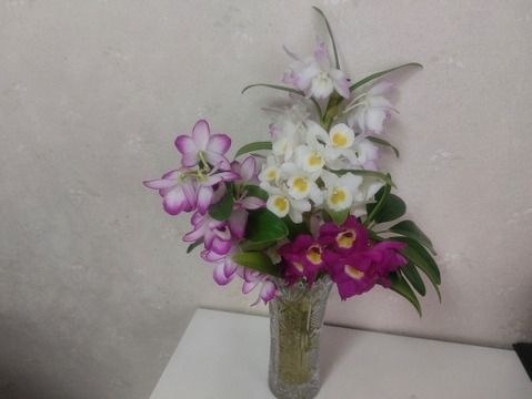 【アワード受賞福袋】箱いっぱいの蘭・フォーミディブル＆ミニシンビジウムの切り花❁⃘*.ﾟいろんな蘭が楽しめるお楽しみ福箱