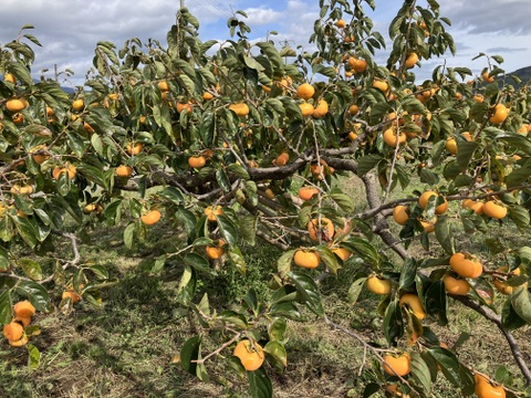樹なり完熟の冷凍柿6個入｜自然栽培柿100%♪ まるごと天然シャーベット｜砂糖不使用・添加物ゼロ｜ジャムにも♪