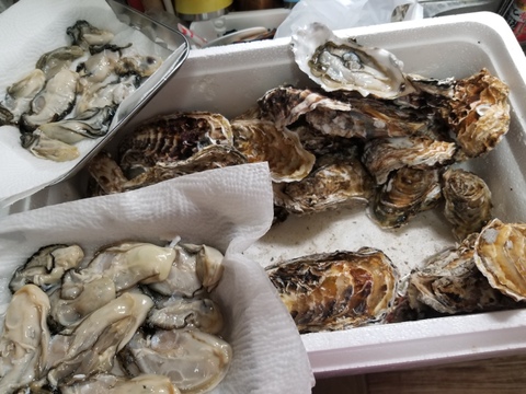 【期間限定10％値引き販売中】🦪 生食用８ｋｇ（56~130粒） 殻付き 牡蠣 牡蛎 殻付き牡蛎 kaki カキ 松島牡蠣屋 BBQに最適🔥 海産物 オイスター 生牡蠣
