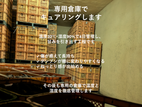 焼き芋向き選抜！紅はるか、農家こだわりキュアリング済み、２ｋｇ