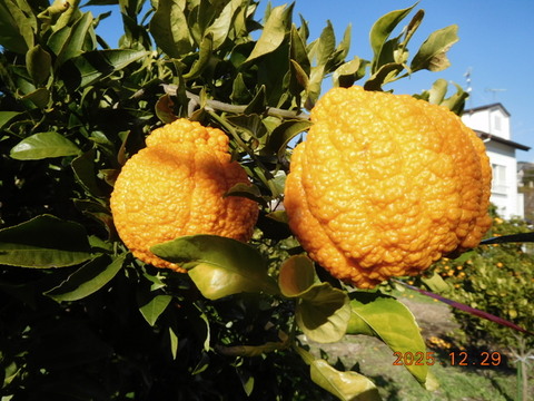 【柑橘食べ比べ】規格外『伊豆産』不知火・はるか・はるひ　”うれしい３種セット！”   正味 4.0㎏