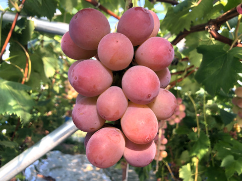 リピーター多数！濃厚果汁クイーンニーナ　1㎏2～3房　『クール便』