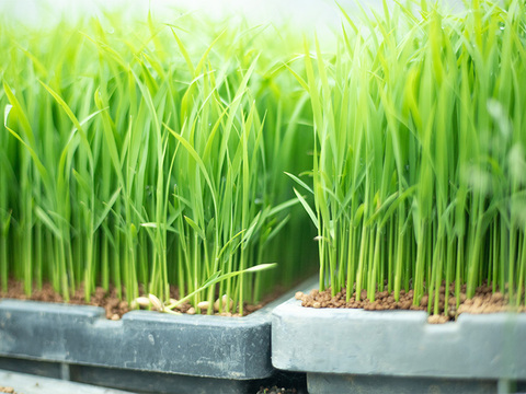 【令和7年新米】新潟県保内産幻のコシヒカリ 4.8kg