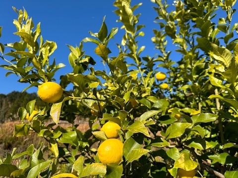 大自然の棚田レモン　農薬・化学肥料不使用