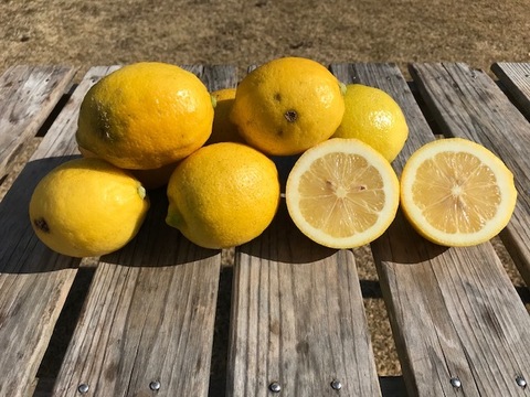 【B級品】さわやかな香りと酸味 エコレモン 2㎏【伊豆伊東産】