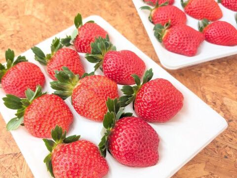 【完熟！食べ比べ】園主のイチオシいちご400g×2トレー