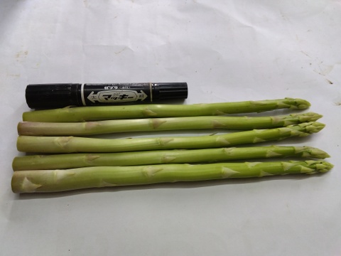 シャキシャキ！さぬきのめざめ秀品Lサイズ夏芽１㎏