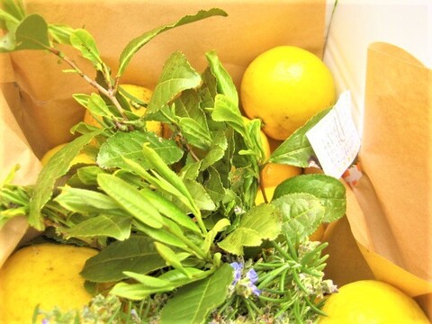 【母の日ギフト】【メッセージカード付き】朝採りニューサマーオレンジ２kg贈り物箱　農薬・肥料・除草剤不使用