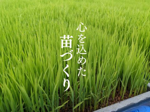 【新米】R5:ミルキークイーン精米1.8kg（農薬不使用のお米）