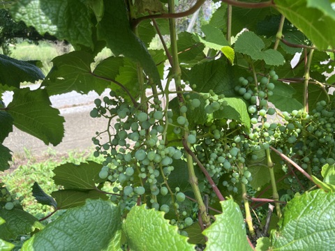 【福袋2025】ワイン用ぶどうで作ったジュース4本セット　ヤマソーヴィニヨン(赤) 720ml✖️4本