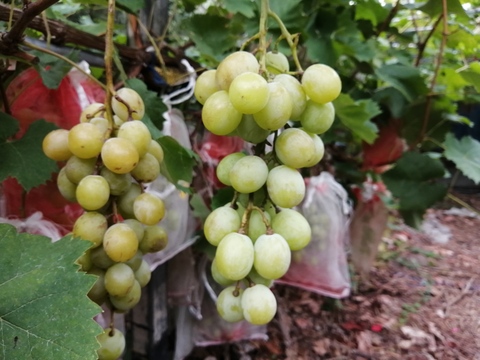 農薬不使用！甘いぶどう「シャインマスカット」1kg