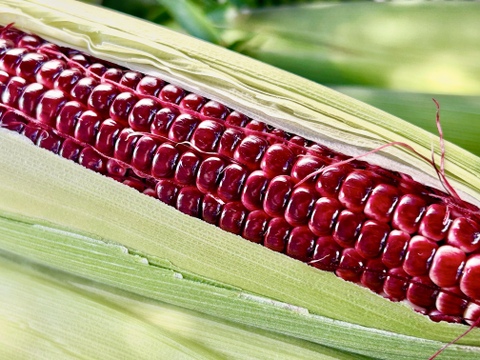 [※10日待ち] 3本｜信州産｜赤いスイートコーン｢大和ルージュ｣