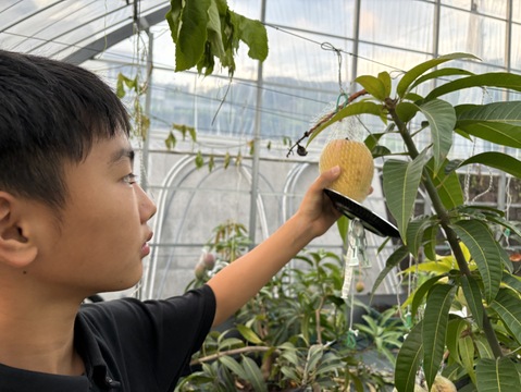 珍しい香り高いマンゴー！ケンジントンプライド（ピーチマンゴー）贈答用